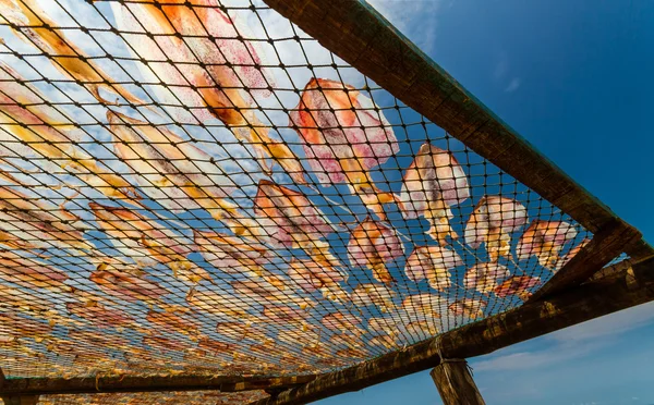 Dried Squid in Thailand. — Stock Photo, Image