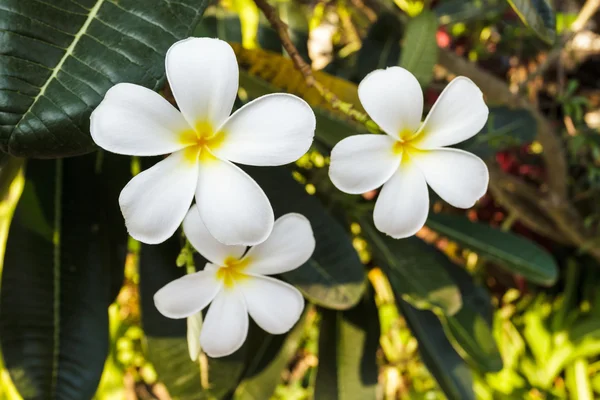 Witte plumeria of frangipani bloesem op de plumeria boom. — Stockfoto