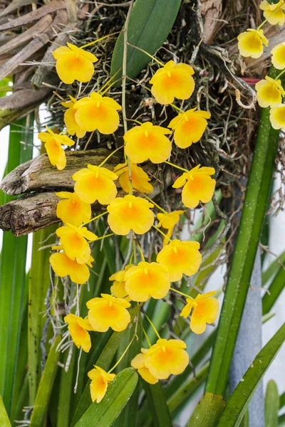 Orkidé arter gul orange dendrobium lindleyi. — Stockfoto