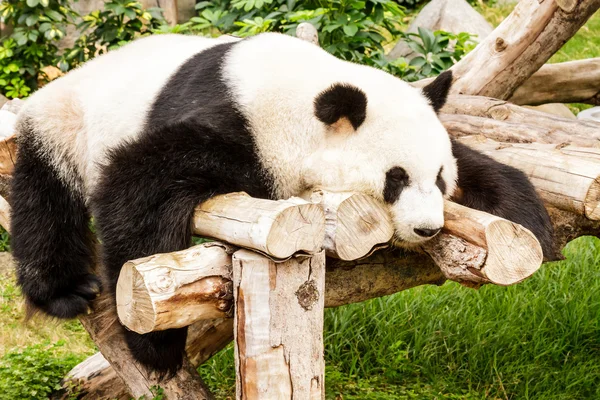 Panda. — Stockfoto