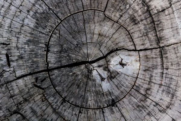Wooden background and texture,rings of cut tree trunk. — Stock Photo, Image