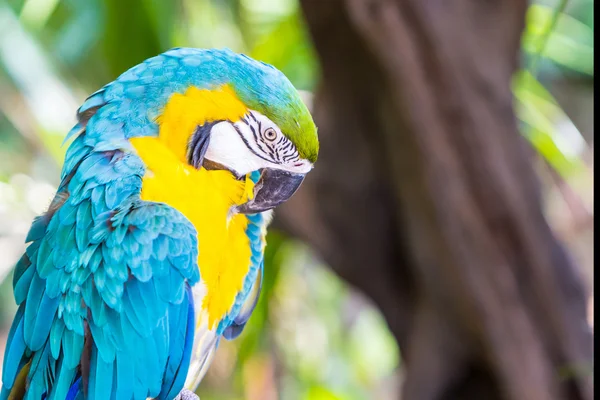 Barevný papoušek ara. — Stock fotografie