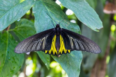 Altın birdwing kelebek.
