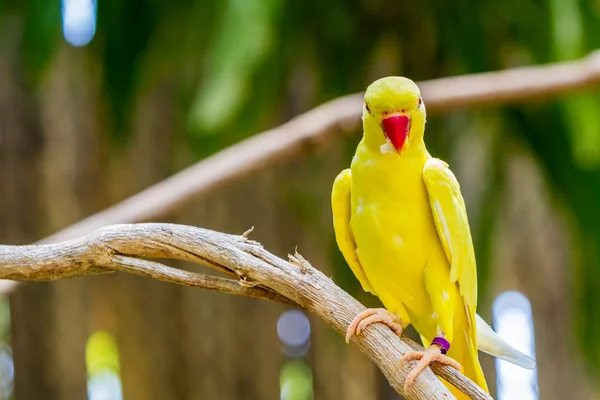 Yellow Ringnecked Parakeet . — Stok fotoğraf