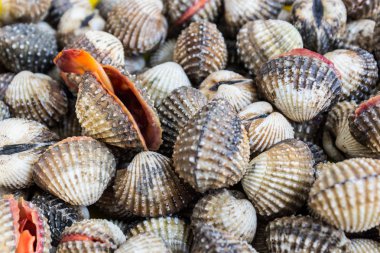 kan cockle (anadara granosa).