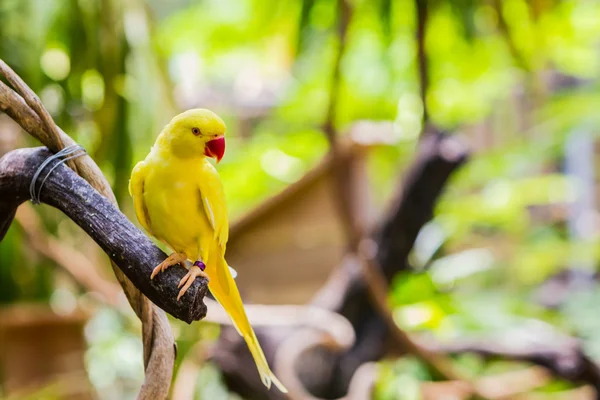 Sarı ringnecked muhabbet kuşu (psittacula krameri). — Stok fotoğraf