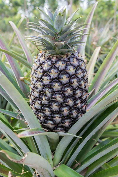 Frutti di ananas . — Foto Stock