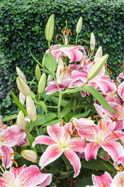 Pink Blossoming lilies. — Stock Photo, Image