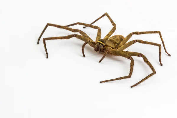 Aranha de casa grande . — Fotografia de Stock