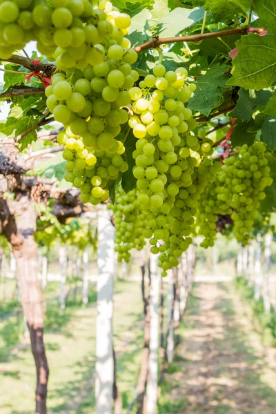 Grape farm. — Stock Photo, Image