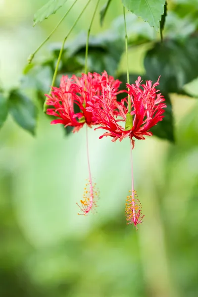 Flor de rosa chinesa vermelha na árvore, Hibiscus rosa, flor de sapato . — Fotografia de Stock