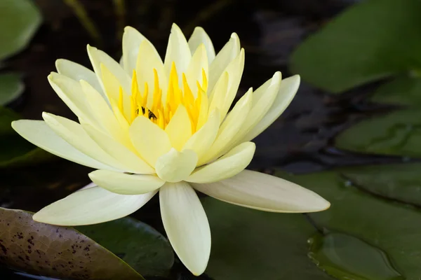 Flor de loto amarillo o flores de lirio de agua . — Foto de Stock
