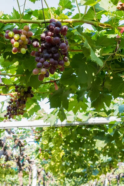 Granja de uvas . — Foto de Stock