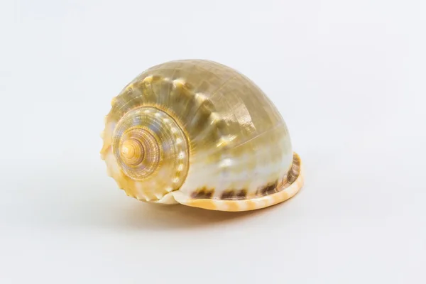 Seashell. — Stock Photo, Image