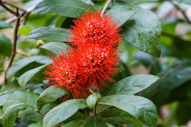 Kırmızı çiçek bush söğüt.