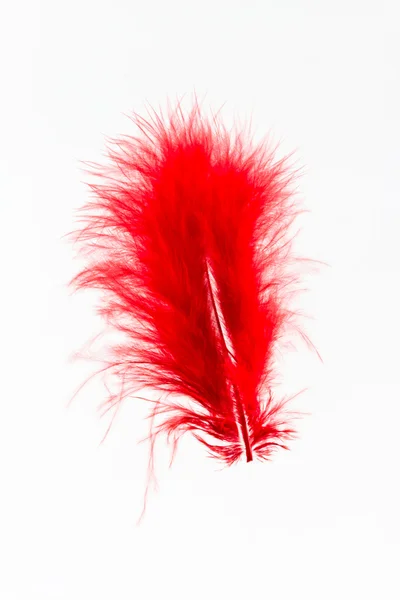 Pluma roja única . — Foto de Stock