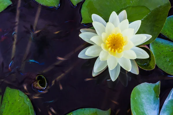 Flor de loto amarillo o flores de lirio de agua . — Foto de Stock