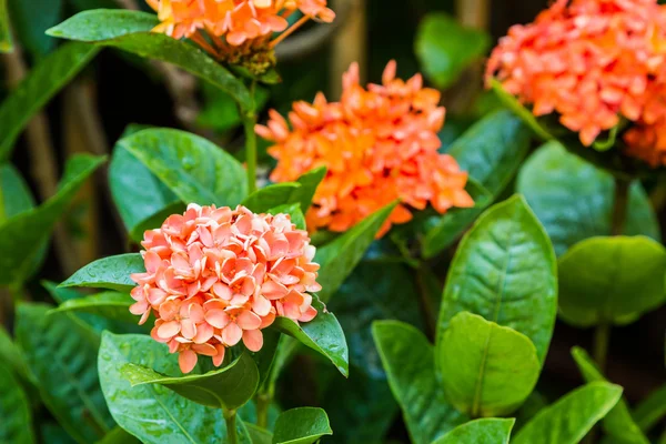 Rubiaceae (Dschungel-Geranien, ixora coccinea)). — Stockfoto