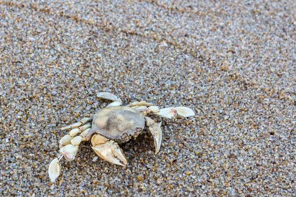 Carcasses of dead crabs. — Stock Photo, Image