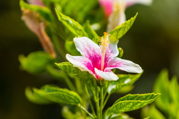 Rosa hibiscus blomma på träd . — Stockfoto