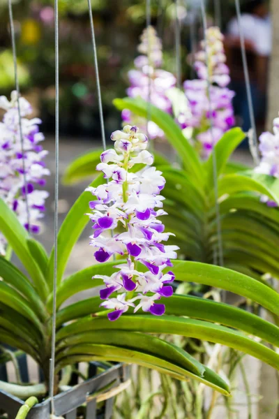 Purple orchid flower, Rhynchostylis. — Stock Photo, Image