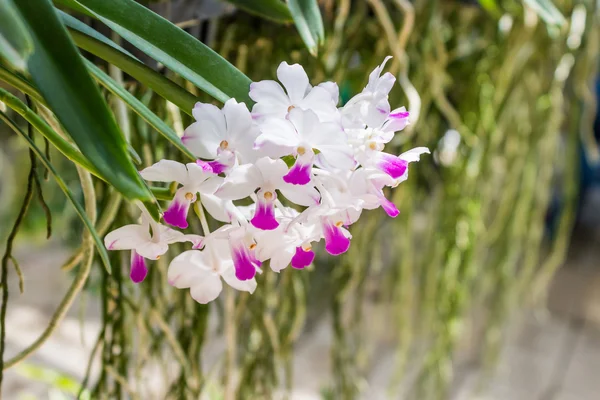 Pembe orkide çiçeği.. — Stok fotoğraf