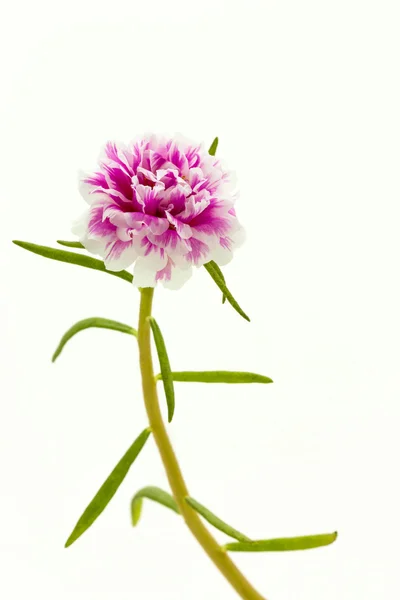 핑크 꽃, 일반적인 쇠비름. — 스톡 사진