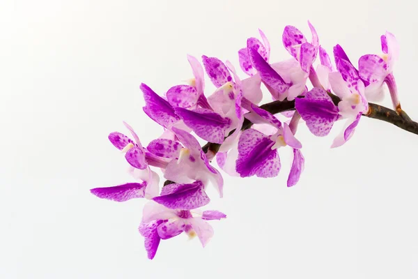 Pink orchid flower, Aerides multiflora. — Stock Photo, Image