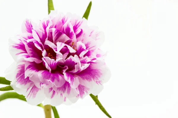 Pink flower,Common Purslane. — Stock Photo, Image