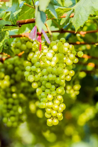 Grape farm,Fresh green vineyards. — Stock Photo, Image