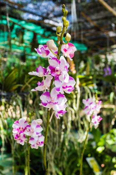 Roze orchideebloem, doritis pulcherrima lindl. — Stockfoto