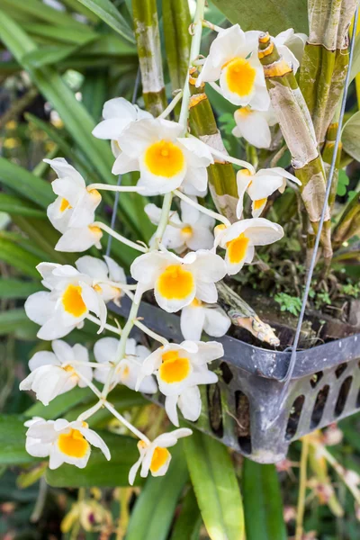 Żółta Orchidea, dendrobium farmeri paxton. — Zdjęcie stockowe