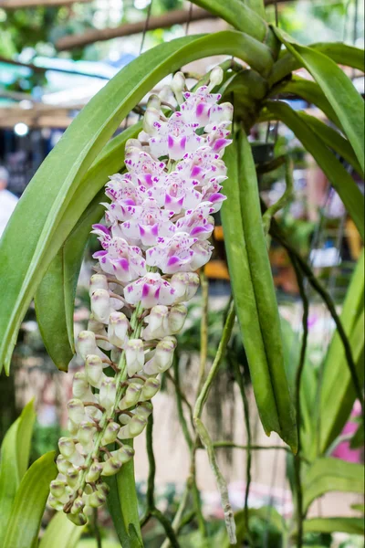 Pink orchid flower blooming, tropical plants, Rhynchostylis retu — Stock Photo, Image