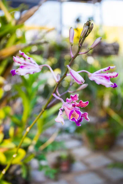 Schomburgkia tibicinus op boom, orchid. — Stockfoto