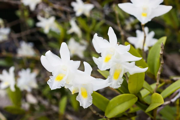 Vit orkidé blomma på träd, dendrobium crumenatum. — Stockfoto