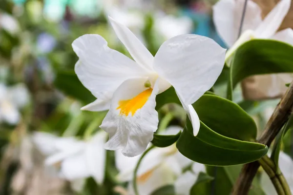 White orchid with leaves on tree, Dendrobium formosum. — Stock Photo, Image