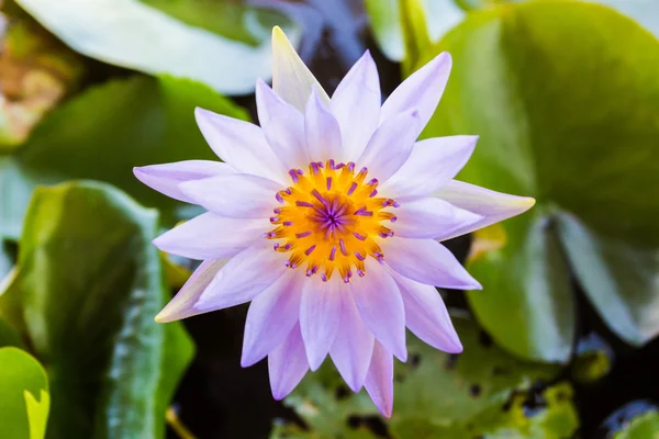 Purple lotus flower or water lily flowers. — Stock Photo, Image