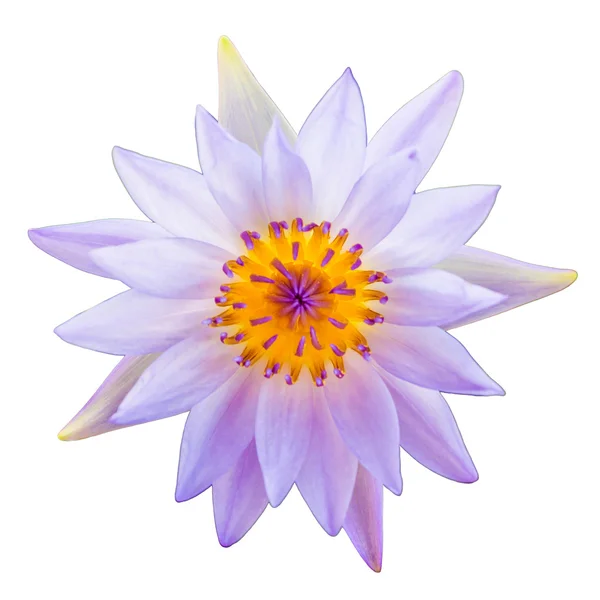 Purple lotus flower or water lily flowers. — Stock Photo, Image