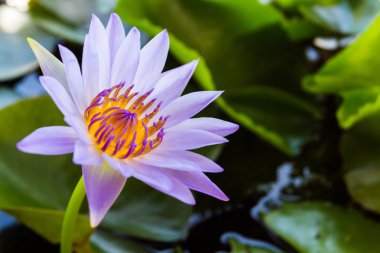 pembe nilüfer çiçeği.