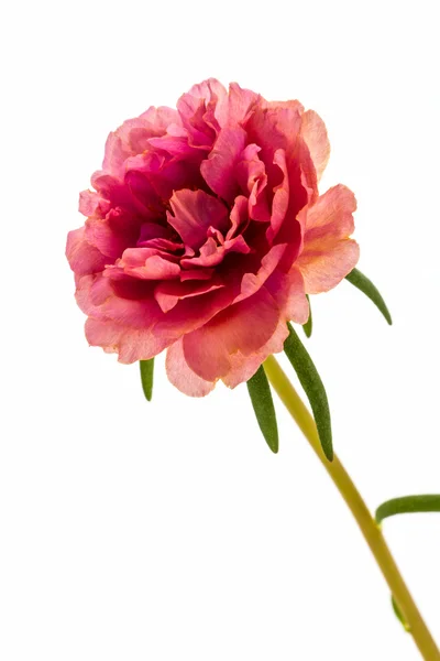 Pink flower isolate white ground,Common Purslane. — Stock Photo, Image