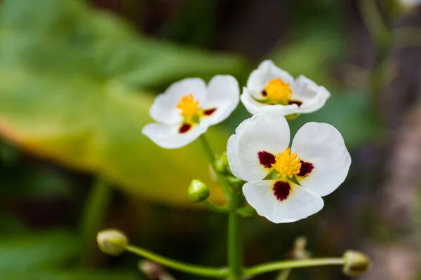 Färgglada av blommor odlas på grenar — Stockfoto