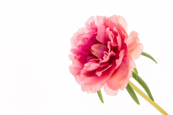 粉红色的花，常见马齿苋马齿苋花，Verdolaga Pigw — 图库照片