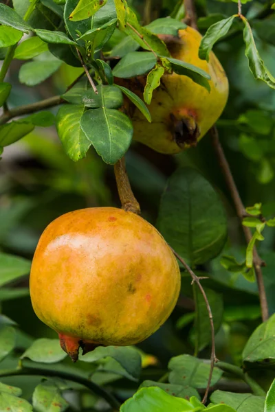 Frutto di melograno colorato . — Foto Stock