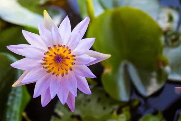 Flor de loto púrpura o flores de lirio de agua floreciendo . — Foto de Stock