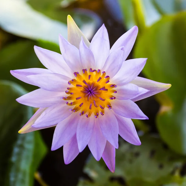 Flor de loto púrpura o flores de lirio de agua floreciendo . — Foto de Stock