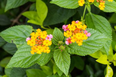 lantana, montevidensis, verbena, ortak lantana çiçek.