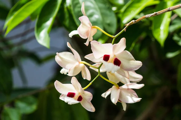 Dendrobium pulchellum, orkidé. — Stockfoto