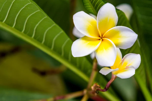 Plumeria o frangipani. — Foto Stock