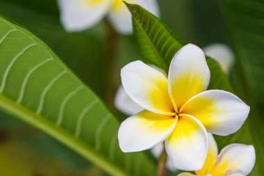 Plumeria veya frangipani ağaçları yakın çekim.