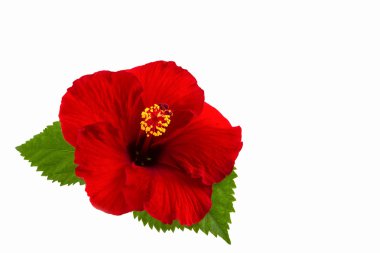 izole kırmızı hibiscus çiçek.